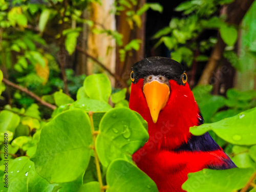 Foto Vibrant black capped lory parrot peeking through lush green leaves