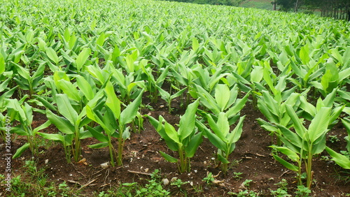 Lush Green Turmeric Plant Field Growing on Rich Soil Plantation
