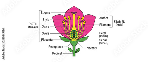 Konstfotografi Diagram of a Flower's Reproductive Parts