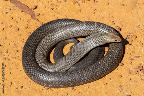 Australian Highly venomous Eastern Brown Snake