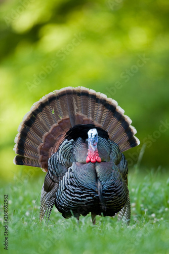 00845-07103 Eastern Wild Turkey (Meleagris gallopavo) gobbler strutting in field, Holmes Co., MS