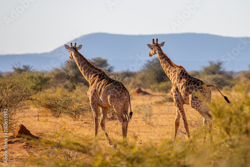Wild Giraffes Walking Across the Open Savanna in Africa