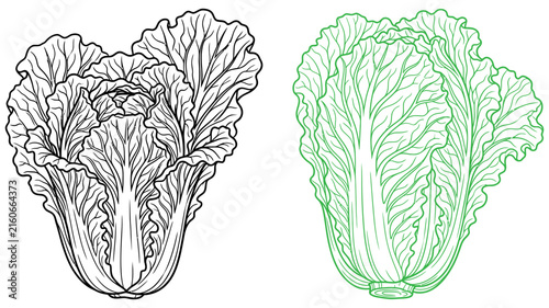 Chinese cabbage vector line art illustration set of fresh leafy vegetables with vegetable nutrition illustration