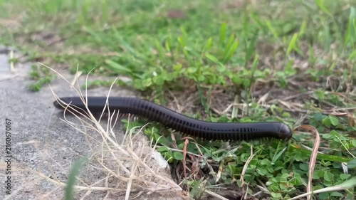 A black millipede is crawling on the concrete floor near the green grass, signifying the survival of life.