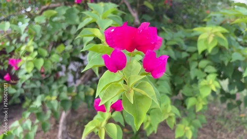 Bright pink bougainvillea blossoms sway in the breeze against a backdrop of lush green foliage.