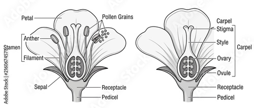 Fotografie Flower Anatomy Diagram Isolated Transparent Background