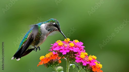 Hummingbird feeding nectar from colorful wildflowers in soft green light
