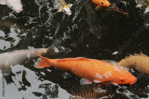 Group of Colorful Koi Carp Fish Swimming in Water Pond