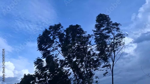 Tall trees sway violently in the strong wind under a dramatic cloudy sky before the storm approaches