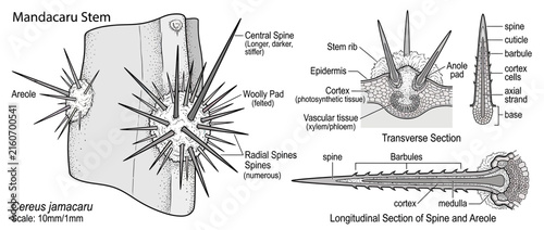Photography Cactus Stem and Spine Anatomy Diagram