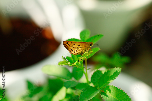 Butterflies are beautiful, small creatures.