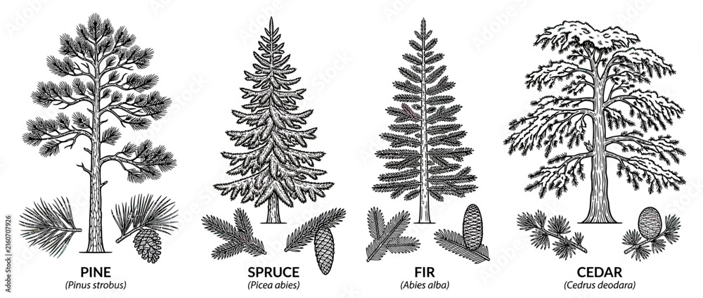 Fototapeta premium Illustration of four types of coniferous trees