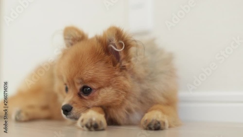 家のリビングで休憩する可愛いポメラニアンの子犬の姿