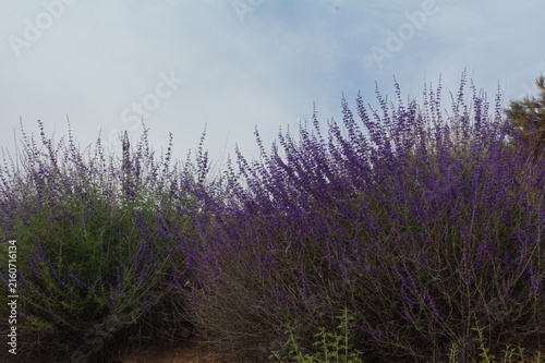 Canvas Print Vibrant purple wildflowers in full bloom against a clear sky, showcasing lush greenery and prolific flora in a natural outdoor setting