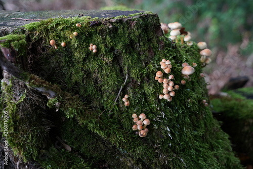 Sheathed Woodtuft, Kuehneromyces mutabilis, mushrooms growing on mossy wood in a Swiss forest.