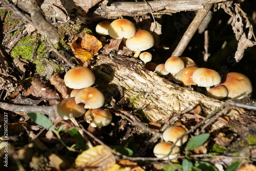 Mushrooms Kuehneromyces mutabilis, Sheathed Woodtuft, growing on decaying wood in a Swiss forest.