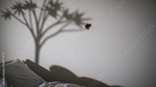Shadow of a Leaf on Wall Above Soft Bed in Cozy Bedroom Setting