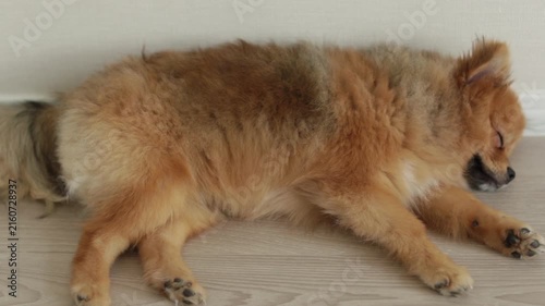 家のリビングで熟睡している可愛いポメラニアンの子犬の姿