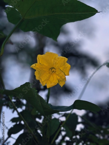 Foto Bright yellow luffa gourd flower blooming on vine with green leaves under soft e