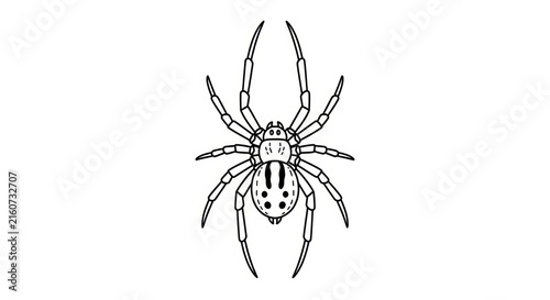 Obraz na plátně Black widow spider close-up illustration.