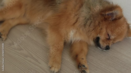 家のリビングで熟睡している可愛いポメラニアンの子犬の姿