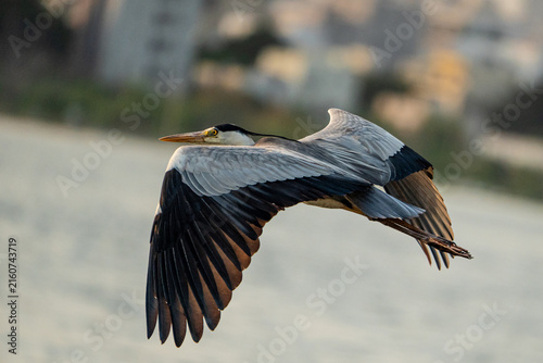 Obraz na plátně Grey heron (Ardea cinerea) flying over a lake with wings fully spread