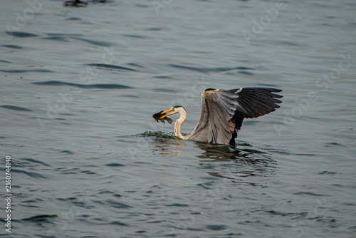Fotografie Grey heron (Ardea cinerea) catching a fish in lake with fully spreded wings