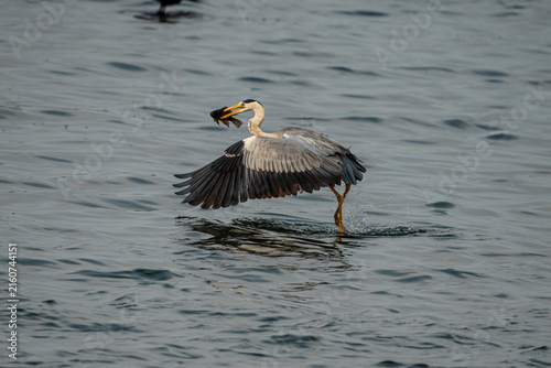 Canvastavla Grey heron (Ardea cinerea) flying over a lake with wings fully spread and fish in mouth