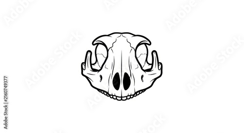 Obraz na płótnie Detailed illustration of animal skull.