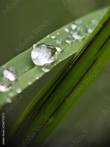 The macro shot captures many water droplets on a blade of grass, glistening with morning dew and surrounded by a soft, blurred background.