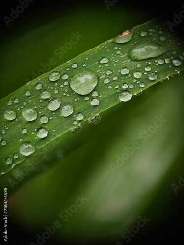 The macro shot captures many water droplets on a blade of grass, glistening with morning dew and surrounded by a soft, blurred background.