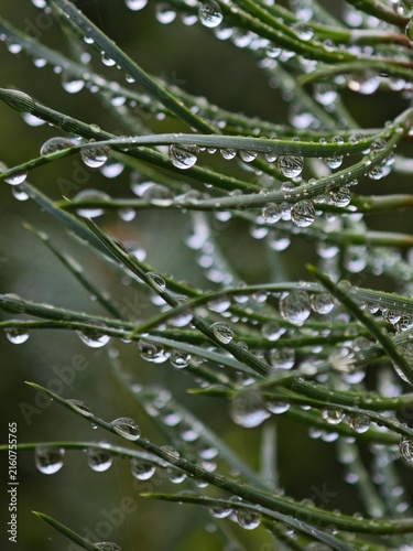 The macro shot captures many water droplets on a blade of grass, glistening with morning dew and surrounded by a soft, blurred background.