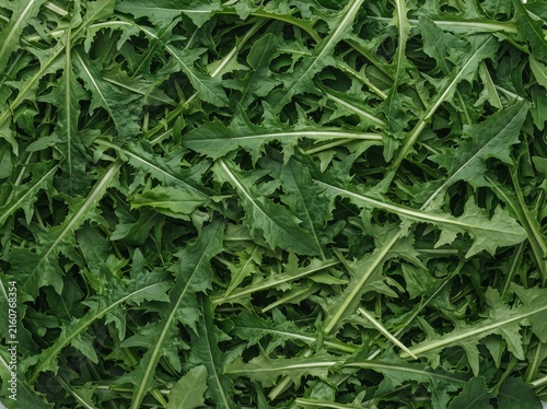 Fototapeta kuchenna Fresh Dense Chicory Leaves 