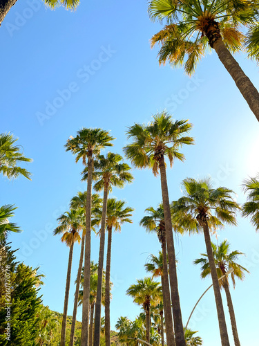 Obraz na plátně Palm tree