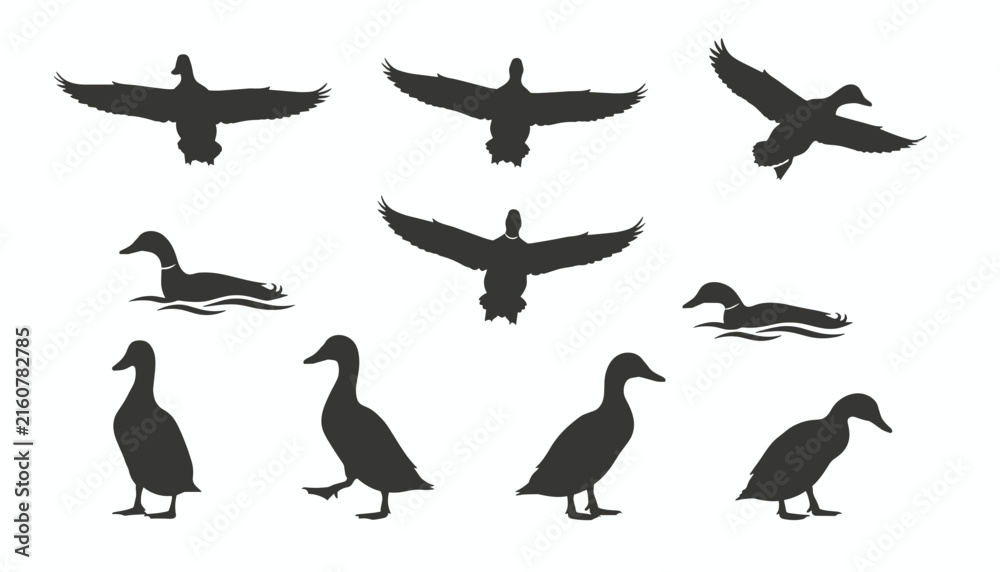 Fototapeta premium Ten black duck silhouettes showing various poses such as flying, swimming, walking, and standing on a white background.