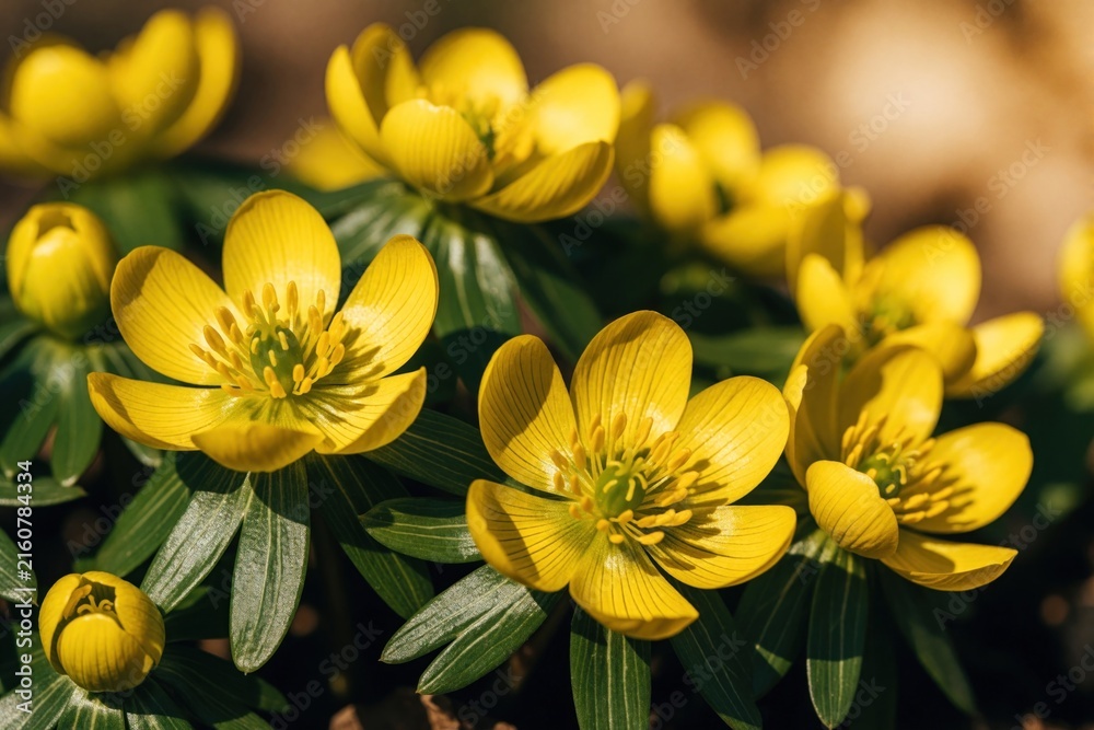 Fototapeta premium Yellow winter aconite flowers bloom in green garden. Close up macro shot shows bright eranthis hyemalis blossoms with green leaves. Early spring seasonal flora grows in nature park meadow during