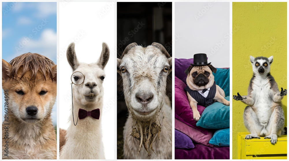 Naklejka premium Collage of funny expressive animals in humorous poses and outfits