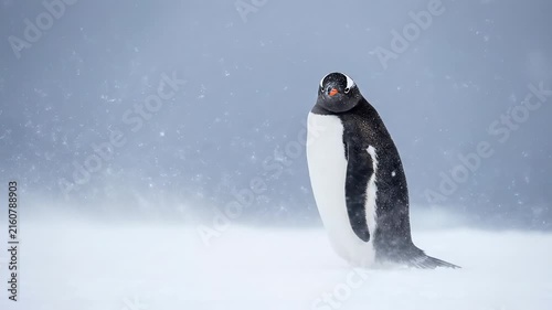Gentoo Penguin Stands in the Snow During a Winter Storm in Antarctica Near Research Station