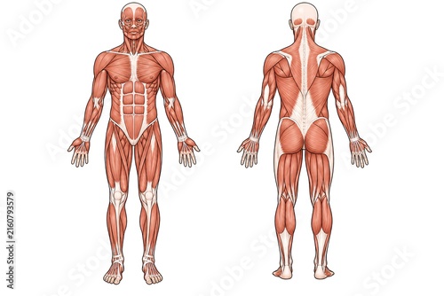 Detailed front and back view illustration of human muscular system anatomy, standing male body, showing major muscle groups on white background.