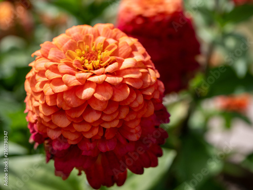 Принти на полотні Vibrant bicolor zinnia flower with orange and deep red layered petals in summer sunlight