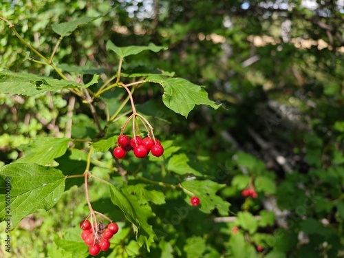 Ripe red viburnum berries blooming on branch in summer forest