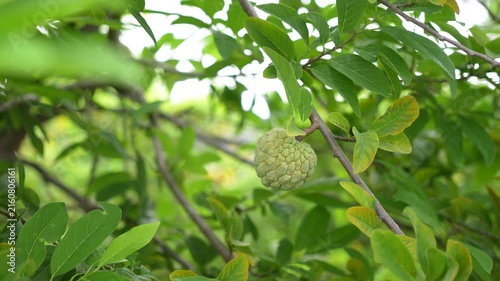 Green sugar apple (custard apple) fruit growing on a tree branch surrounded by lush green leaves. Growth asian tropical fruits in nature environment, close-up with selective focus.