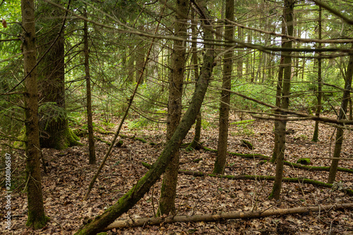 Fotografie Dense Woodland with Mossy Trees and Natural Forest Undergrowth