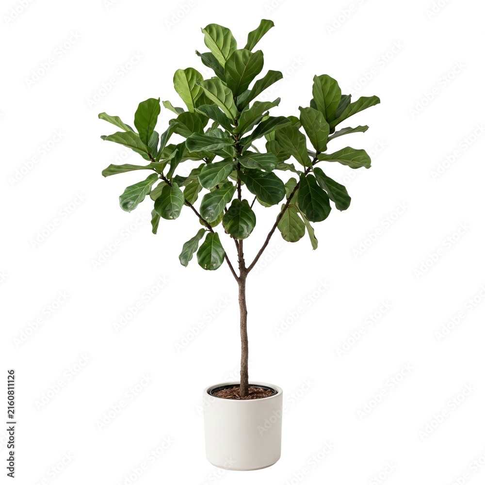 Obraz premium A mature Fiddle Leaf Fig tree with large violin-shaped leaves and a natural branching structure, isolated for modern interior design, home decor, architecture, lifestyle, gardening, and advertising.