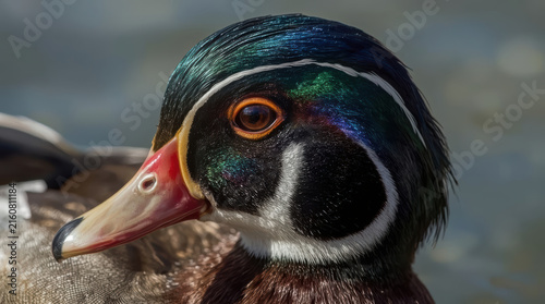Duck portrait with iridescent feathers and vivid facial markings