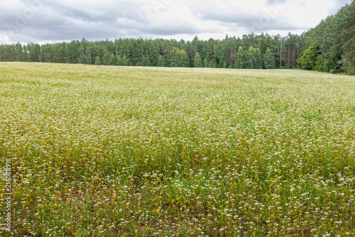 Scenic landscape of blossoming buckwheat field in countryside. Wide angle view of a flourishing buckwheat field with tiny white flowers stretching towards the horizon under a cloudy sky.