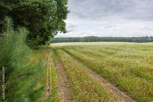 Фотография Country Track Through Flowering Buckwheat Fields and Green Countryside