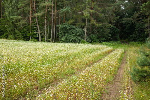 Foto Blooming Buckwheat Field and Rural Track Against a Forest Background