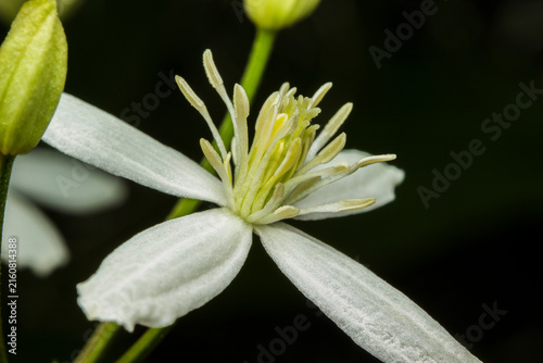 Obraz na płótnie Elegant White Clematis Terniflora with Delicate Sepals and Prominent Stamens