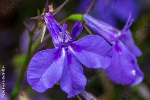 Fotografie Striking Violet Lobelia Erinus with Tubular Corolla and Delicate Fringed Petals